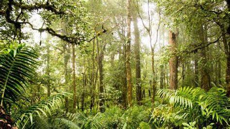 Los gestos que puedes hacer para evitar la pérdida de biodiversidad