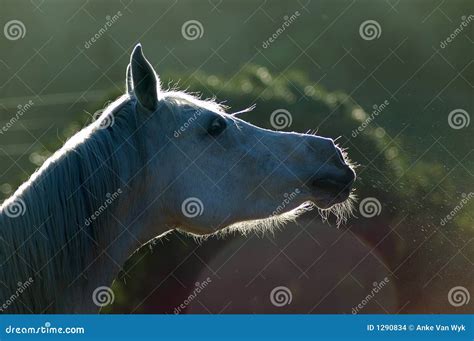 Horse snort stock photo. Image of activity, arab, arabic - 1290834