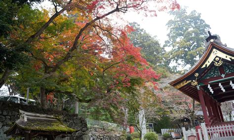 筑波山の紅葉ナイトクルージングと筑波山麓の紅葉状況茨城vrツアー