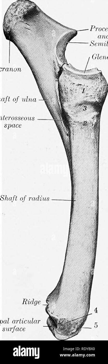 Radial Tuberosity : Its surface is divided into a posterior, rough ...