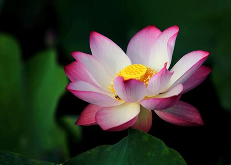 focus photo pink  white lotus flower  stock photo