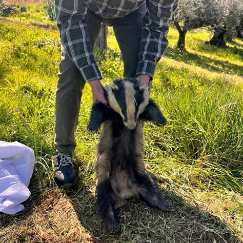 Recuperato E Messo In Salvo Un Tasso A Cepagatti Cronaca Abruzzo