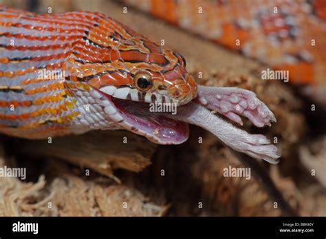 Corn Snake Pantherophis Guttatus Captive Swallowing A Mouse