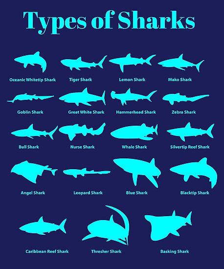 "Types Of Sharks Shark Chart" Photographic Prints by banwa | Redbubble