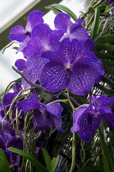 Photographers Garden Orchids At Kew