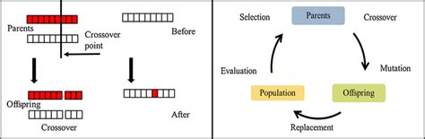 Crossover Mutation Operation And Evolutionary Cycle In Genetic