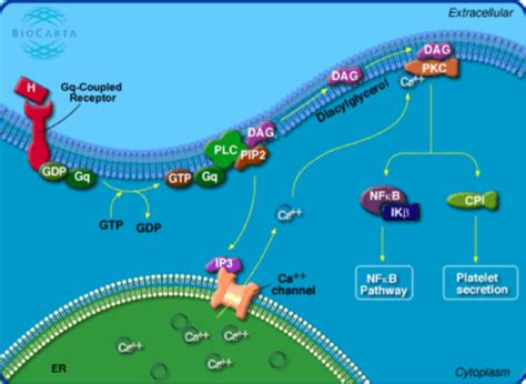 Signal Transduction Flashcards Quizlet