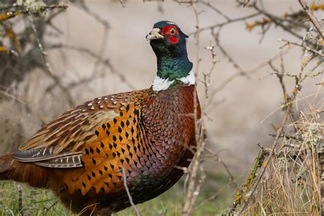 12+ Crock Pot Pheasant Recipes - CalliRoisin