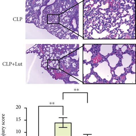 Treatment With Luteolin Regulates M1 And M2 Macrophage Phenotypes In Download Scientific