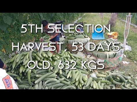 Practical Tips Pangtawid Gutom Lang Ba Ang Farming Th Harvest