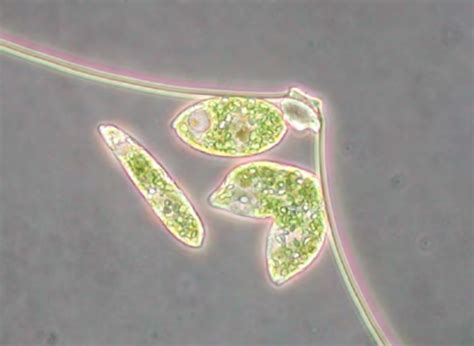 Euglena Gracilis Cells Under The Optical Microscope The Length Of One