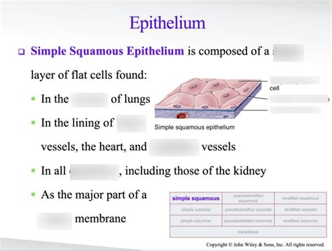 simple squamous epithelium Diagram | Quizlet