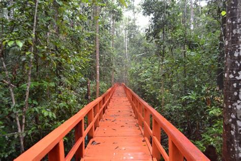 Menyusuri Hutan Pelawan Republika Online