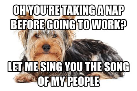 5 Ways to Stop Your Yorkie from Barking - Yorkies & Cross-Breeds ...