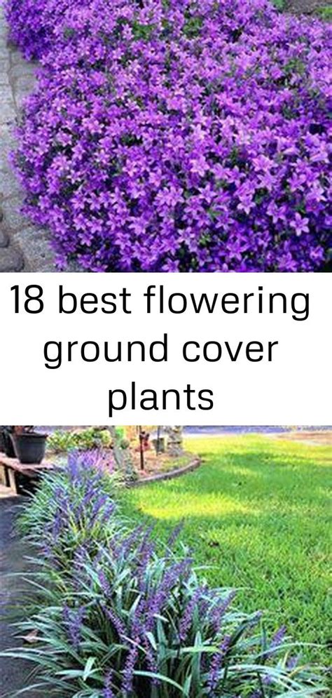 Annual Flowering Ground Cover Plants - ground cover good