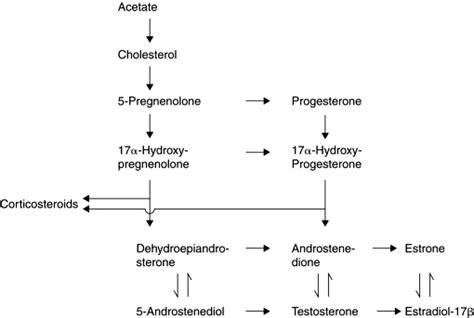 General Pathway For The Synthesis Of Steroid Hormones Download Scientific Diagram