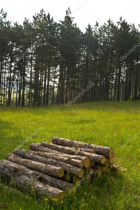 Varios Troncos De Rboles Cortados Tendidos En El Suelo De Un Bosque