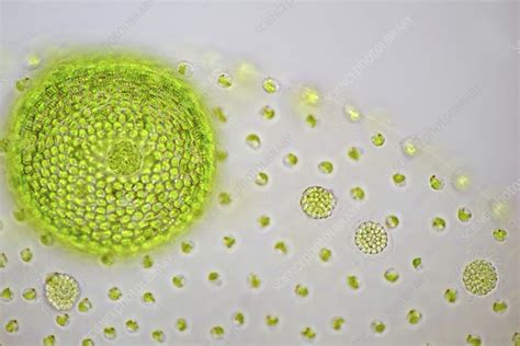 Volvox Sp Algae With Daughter Colonies Light Micrograph Stock Image