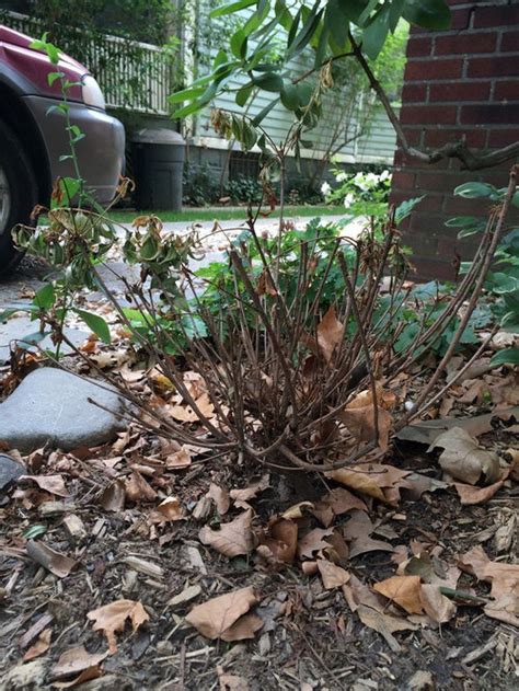 Azaleas Dying