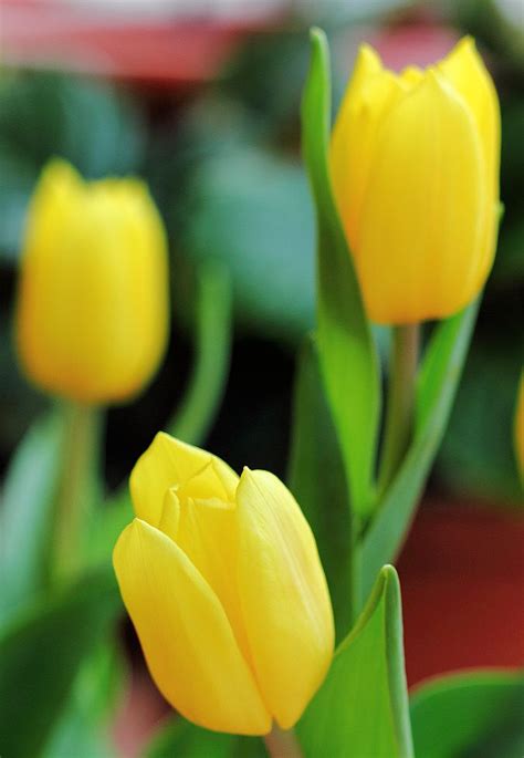 Tulipani Flowers Plants Vegetables