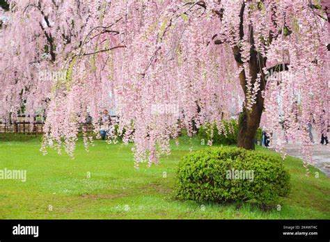 Cherry blossom season in Japan. Weeping cherry blossoms in a park of ...