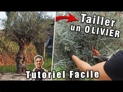 Comment Tailler Un Olivier Je Vous Dis Tout Youtube En