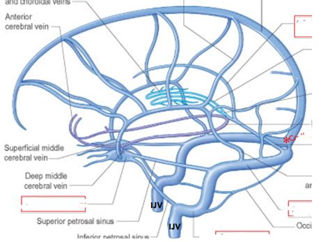 Dural Venous Sinuses Diagram | Quizlet