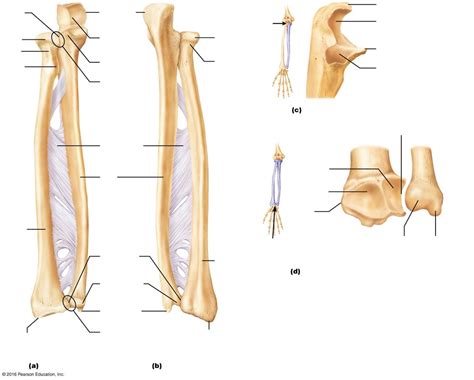 Ulna Diagram Quizlet