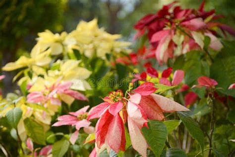 Poinsettia Plant Stock Photo Image Of Buds Merry Celebration 49586520