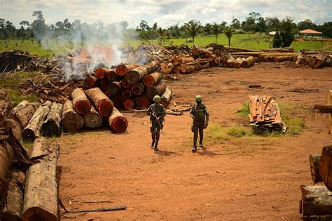 Brasil Trabalha Para Reduzir Desmatamento Ilegal