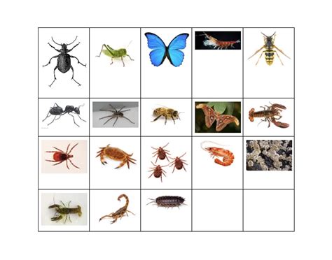 Types of Arthropods — Printable Worksheet