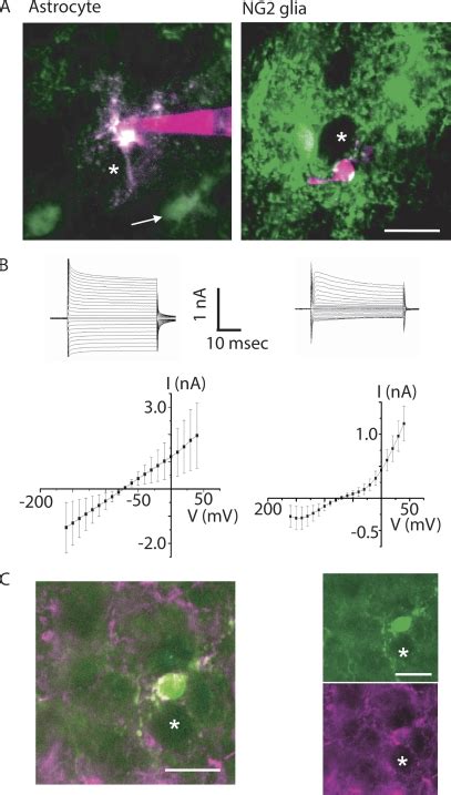 Identification Of Glial Cells In The MNTB A Astrocytes And NG2 Glia