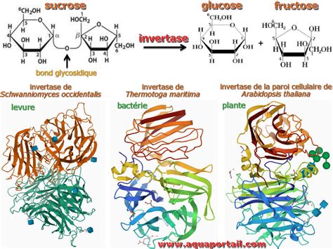 Invertase D Finition Et Explications