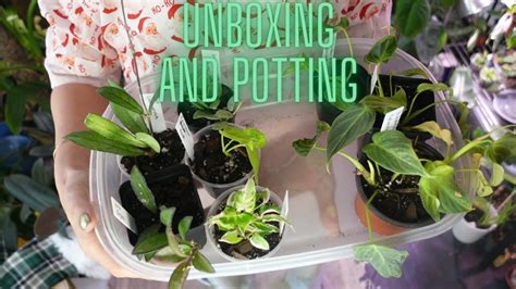 Plant Haul Unboxing And Potting Some Up Youtube