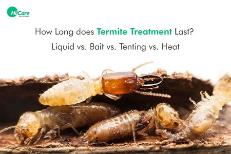 How Long Does Termite Treatment Last HiCare