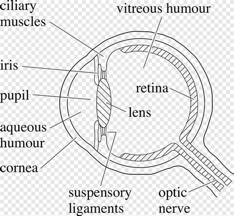 Diagrama De Ojo Humano Dibujo Ojo Modelo Ngulo Png Pngegg