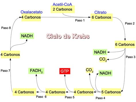 Guerra Aire Acondicionado Privilegiado Ciclo De Krebs En Las Plantas