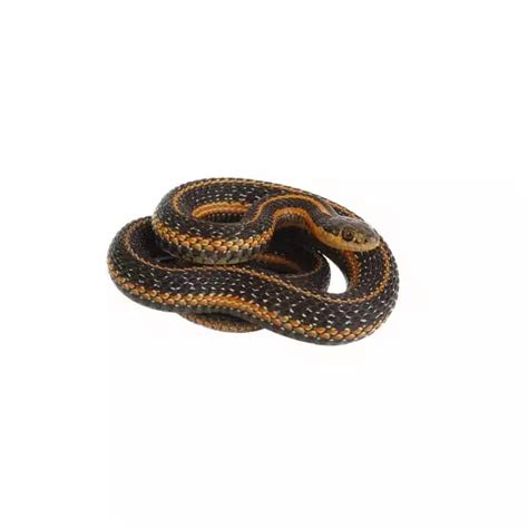 Common Garter Snake Identification | Snakes in Central & Eastern Virginia