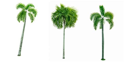 Manila Palm Christmas Palm Tree Veitchia Merrillii Isolated On White