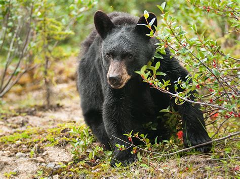 Feral Humans In The Smoky Mountains What Happened To Dennis Martin