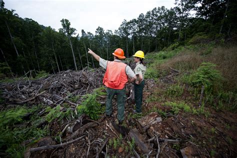 How And Where To Plant Billion Trees In The Us Impakter