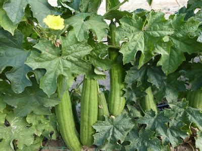 Luffa La Esponja Vegetal Huerta Org Nica Paso A Paso