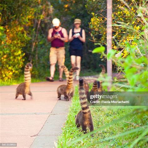 184 Iguazu Falls Wildlife Stock Photos, High-Res Pictures, and Images ...