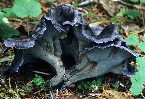 California Fungi Polyozellus Multiplex