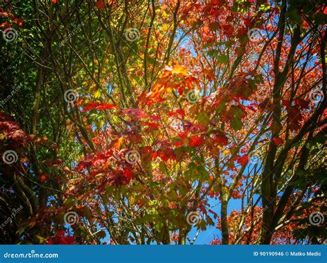 Full moon maple stock photo. Image of full, orange, leaf - 90190946