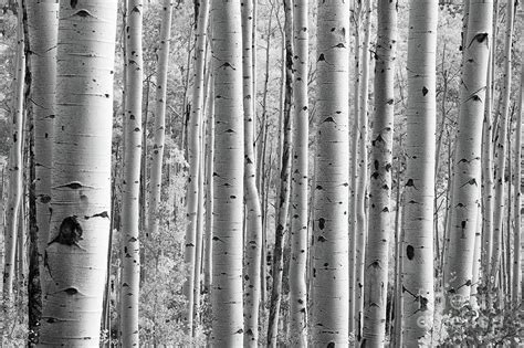 Black And White Birch Trees Photograph By Nikki Vig Pixels