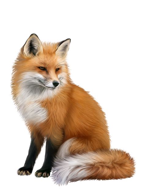 Fennec Fox Png Transparent Images Pictures Photos Png Arts