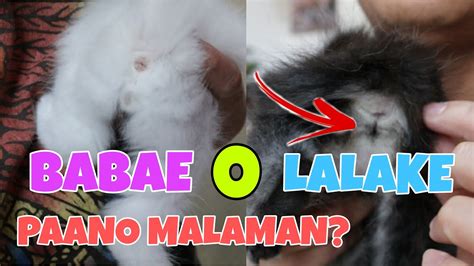 Paano Malalaman Ang Kasarian Ng Isang Pusa How To Determine The