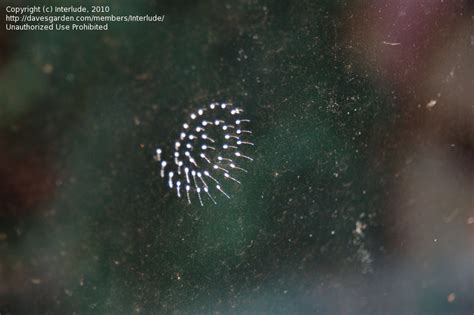 Insect And Spider Identification Closed Eggs On Window 1 By