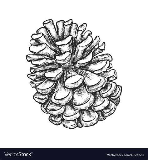 Sketch of isolated pine cone hand drawn Royalty Free Vector